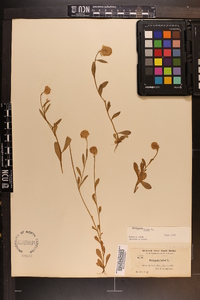 Polygala lutea image