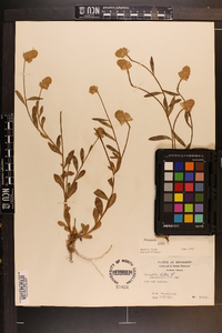 Polygala lutea image