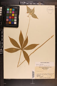 Medeola virginiana image