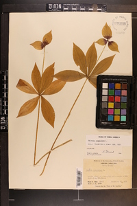 Medeola virginiana image