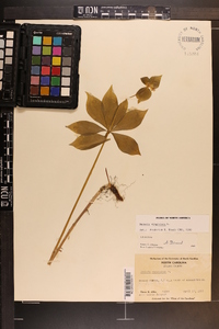 Medeola virginiana image