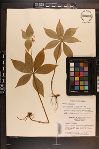 Medeola virginiana image