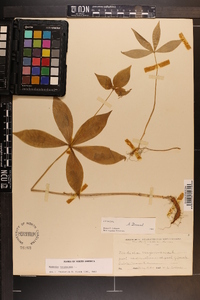 Medeola virginiana image