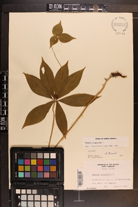 Medeola virginiana image