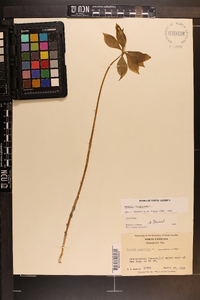 Medeola virginiana image