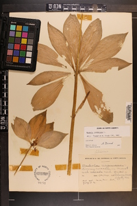 Medeola virginiana image