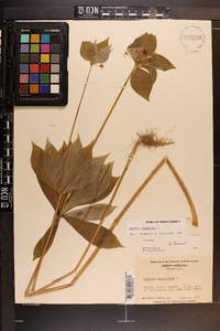 Medeola virginiana image