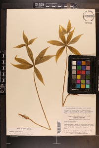 Medeola virginiana image