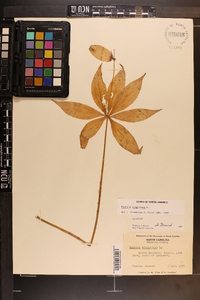 Medeola virginiana image