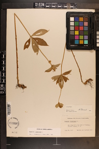 Medeola virginiana image