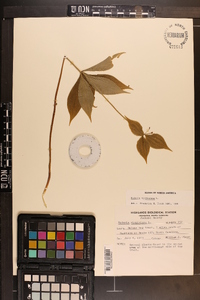 Medeola virginiana image