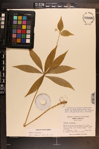 Medeola virginiana image