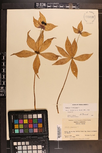 Medeola virginiana image