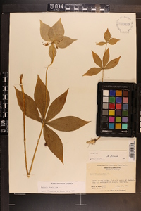 Medeola virginiana image