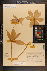 Medeola virginiana image