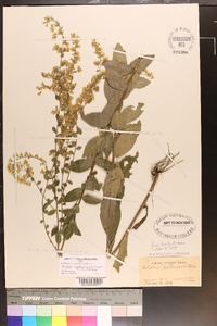 Solidago brachyphylla image