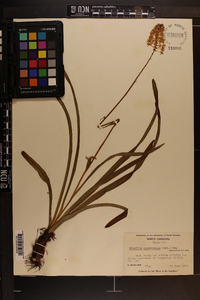 Amianthium muscitoxicum image