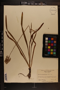 Amianthium muscitoxicum image