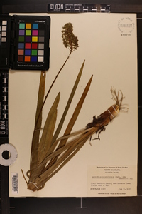 Amianthium muscitoxicum image