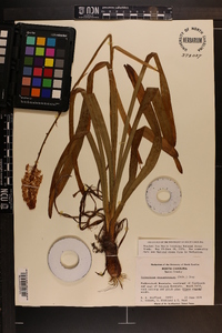 Amianthium muscitoxicum image