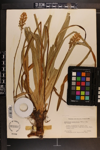 Amianthium muscitoxicum image