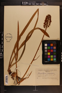 Amianthium muscitoxicum image