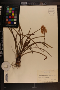 Amianthium muscitoxicum image