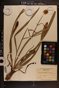 Amianthium muscitoxicum image