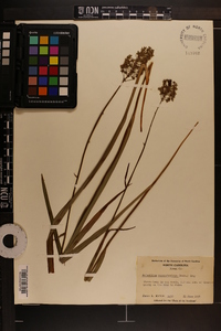 Amianthium muscitoxicum image