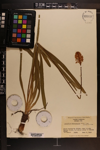 Amianthium muscitoxicum image