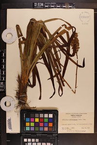 Amianthium muscitoxicum image