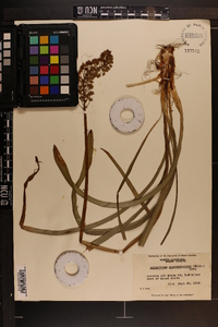 Amianthium muscitoxicum image