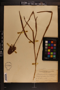 Amianthium muscitoxicum image