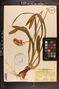 Amianthium muscitoxicum image