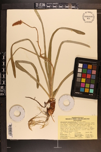 Amianthium muscitoxicum image