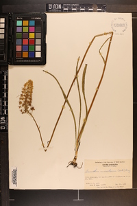 Amianthium muscitoxicum image