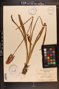 Amianthium muscitoxicum image