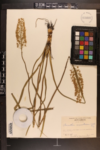 Amianthium muscitoxicum image