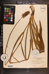 Amianthium muscitoxicum image