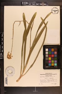 Amianthium muscitoxicum image