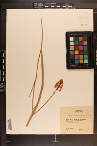 Amianthium muscitoxicum image