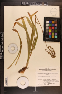 Amianthium muscitoxicum image