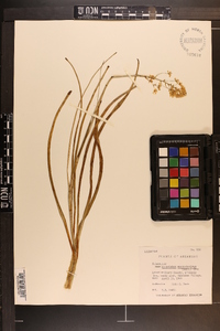 Amianthium muscitoxicum image