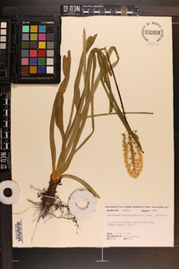 Amianthium muscitoxicum image