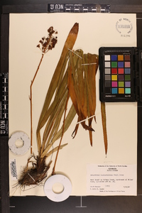 Amianthium muscitoxicum image