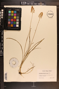 Amianthium muscitoxicum image