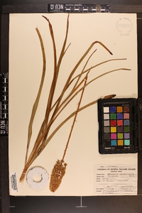 Amianthium muscitoxicum image