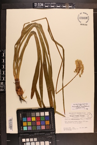 Amianthium muscitoxicum image