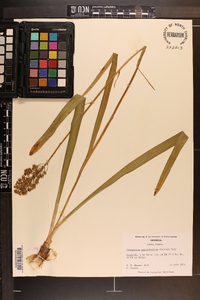 Amianthium muscitoxicum image