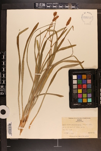 Amianthium muscitoxicum image